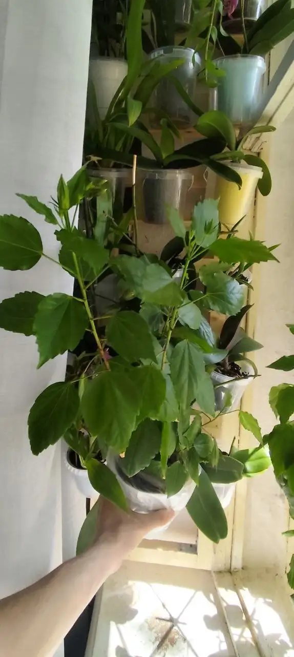 Продам сортовой гибискус Cairo Apricot - Растения (Растения) в Уфа