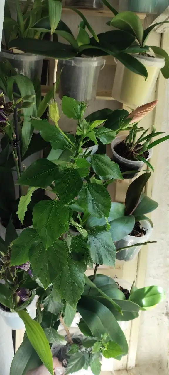 Продам сортовой гибискус Cairo Apricot - Растения (Растения) в Уфа