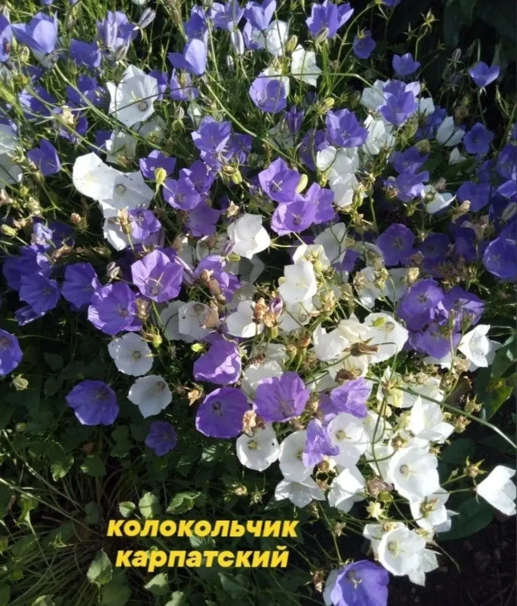 Участок в Нагаево пер. Молодой - Участки (Недвижимость) в Нагаево