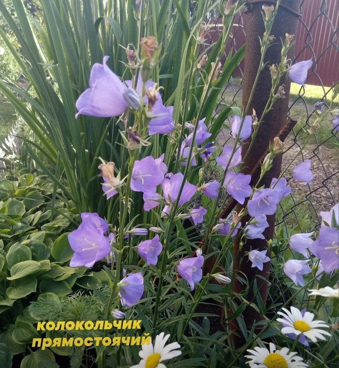 Участок в Нагаево пер. Молодой - Участки (Недвижимость) в Нагаево