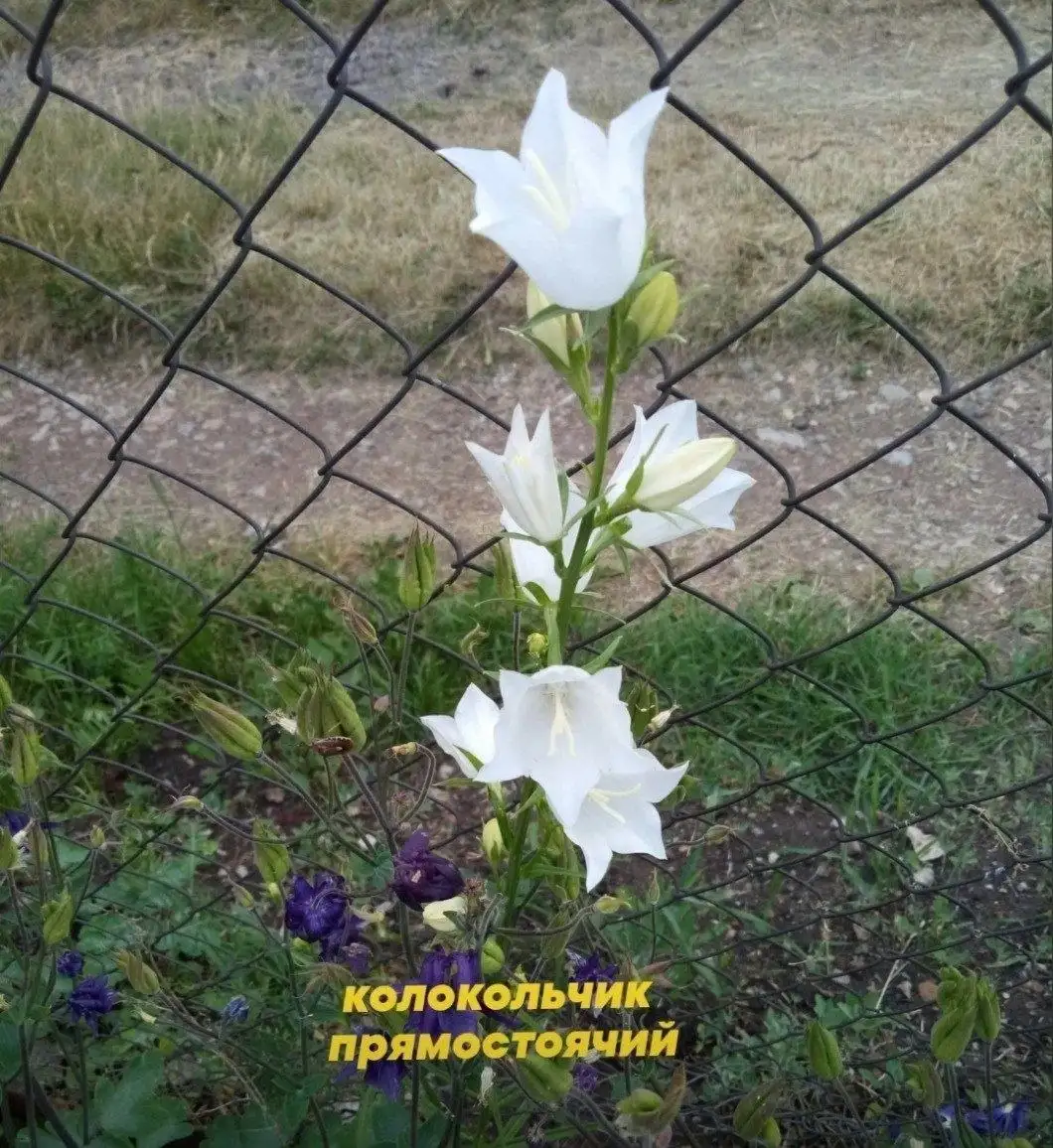 Участок в Нагаево пер. Молодой - Участки (Недвижимость) в Нагаево