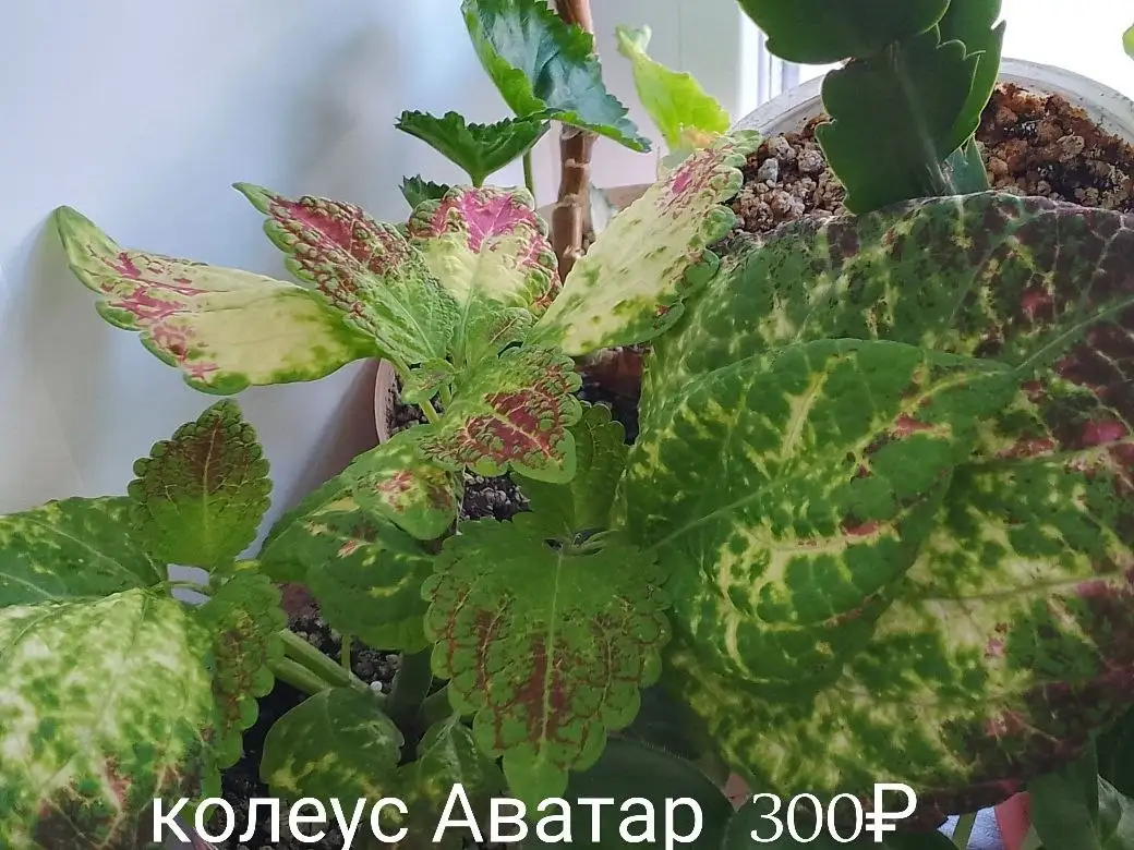Участок в Нагаево пер. Молодой - Участки (Недвижимость) в Нагаево