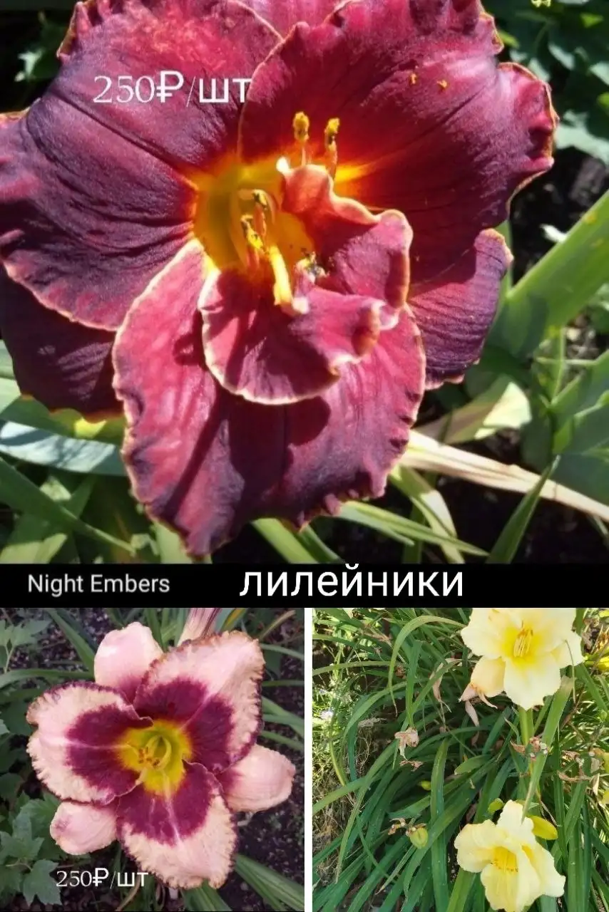 Садовые многолетники - Растения (Для дома и дачи) в Уфа