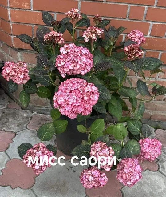 Продажа гортензий - частное объявление в Уфа