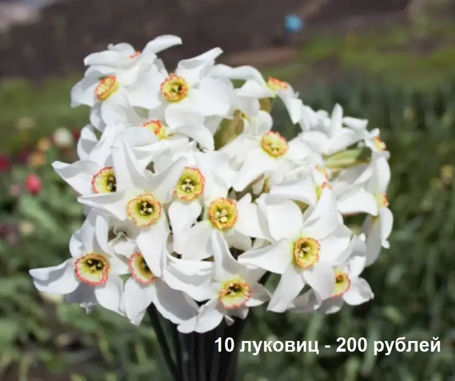 Луковицы нарциссов - Растения (Хобби и отдых) в Уфа