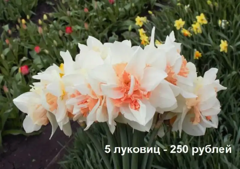 Луковицы нарциссов - Растения (Хобби и отдых) в Уфа
