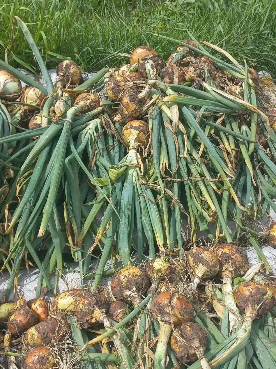 Продажа овощей и фруктов от засолки до свежих продуктов - Барахолка в Уфа