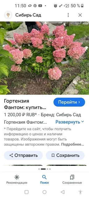 Продам гортензии в горшках - Комнатные растения в Уфа