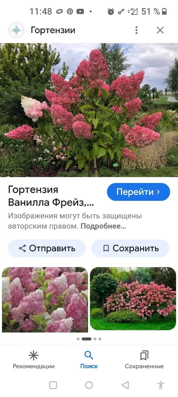 Продам гортензии в горшках - Комнатные растения (Для дома и дачи) в Уфа