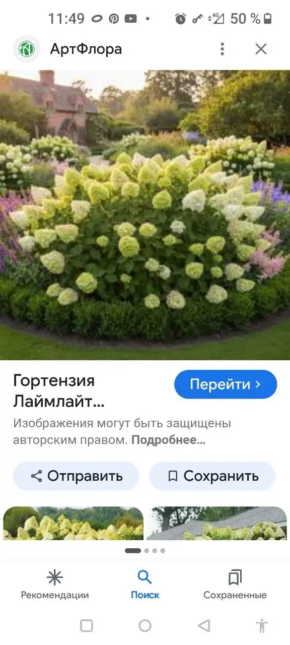 Продам гортензии в горшках - Комнатные растения (Для дома и дачи) в Уфа