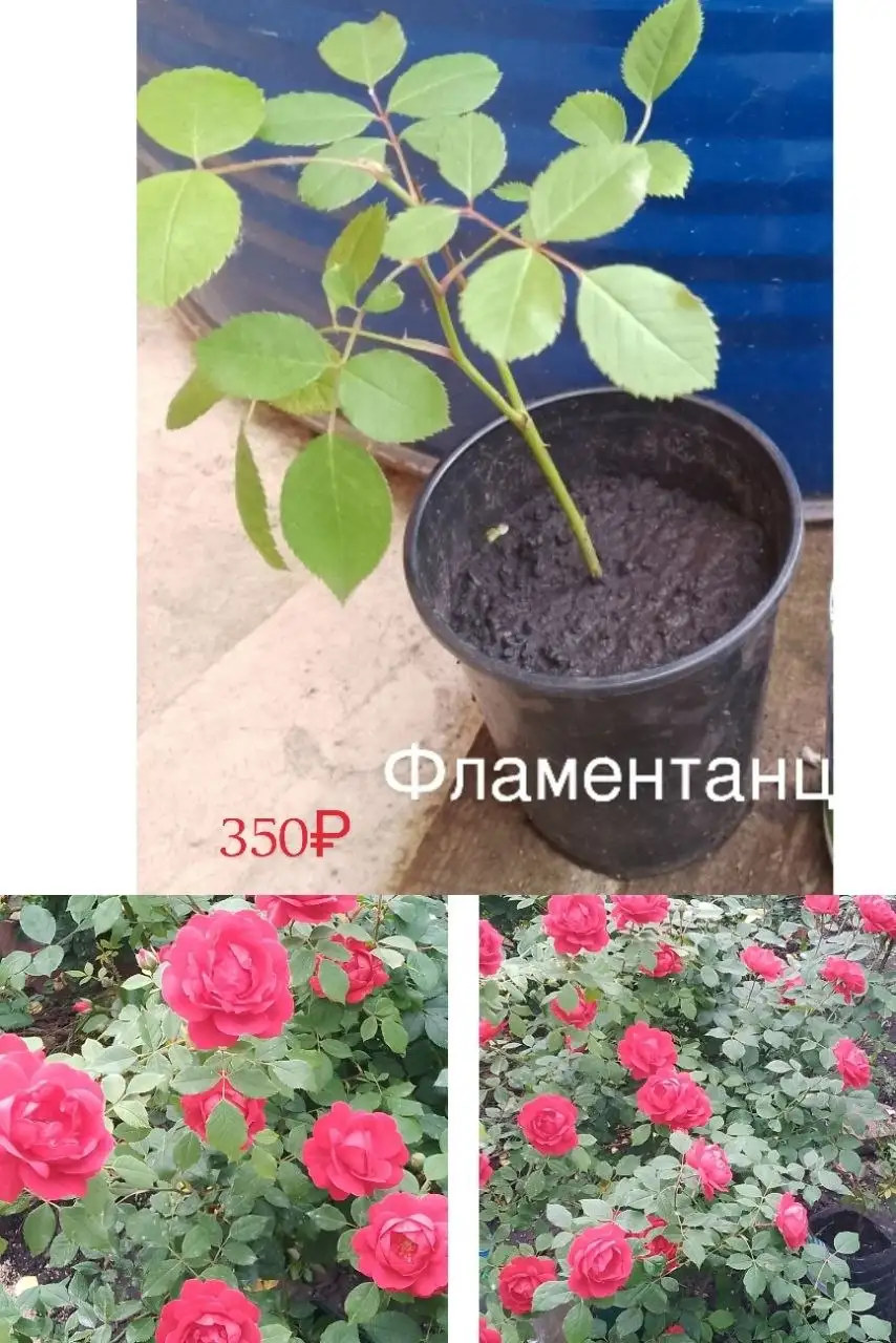 Саженцы роз 2х летние корнесобственные - Растения в Уфа