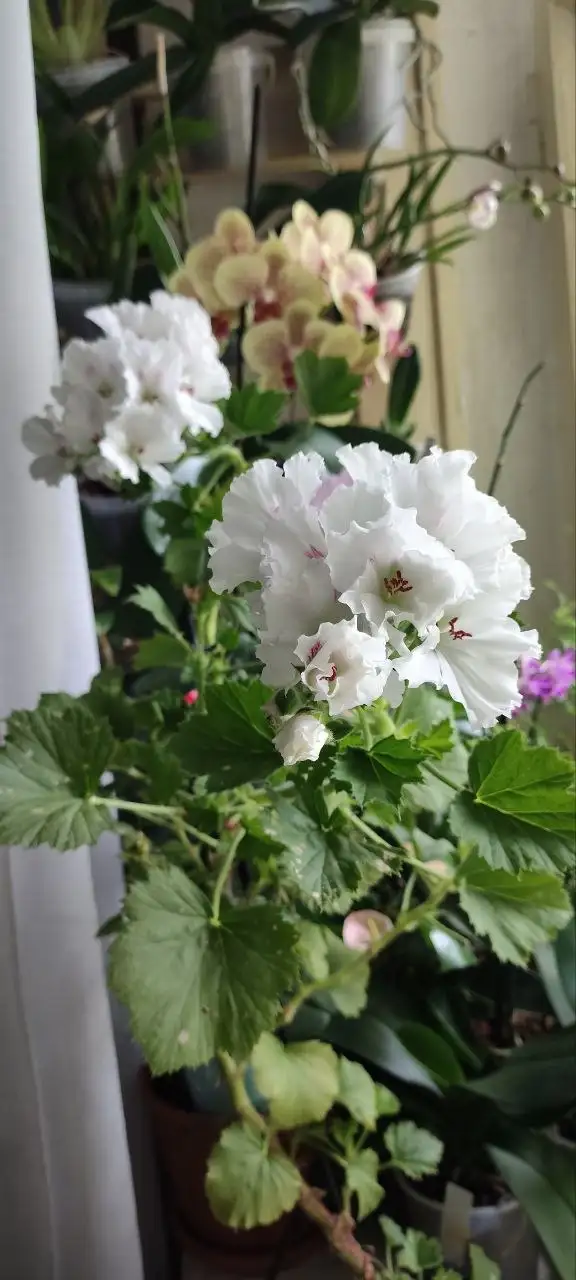 Продажа королевских пеларгоний - Цветы (Растения) в Уфа