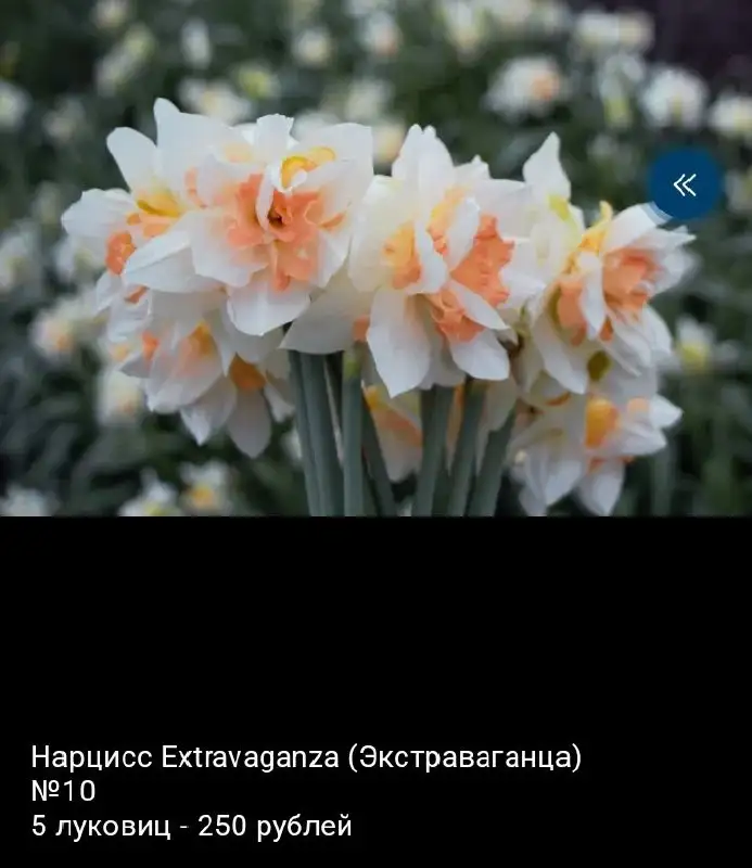 Луковицы нарциссов - Растения (Хобби и отдых) в Уфа