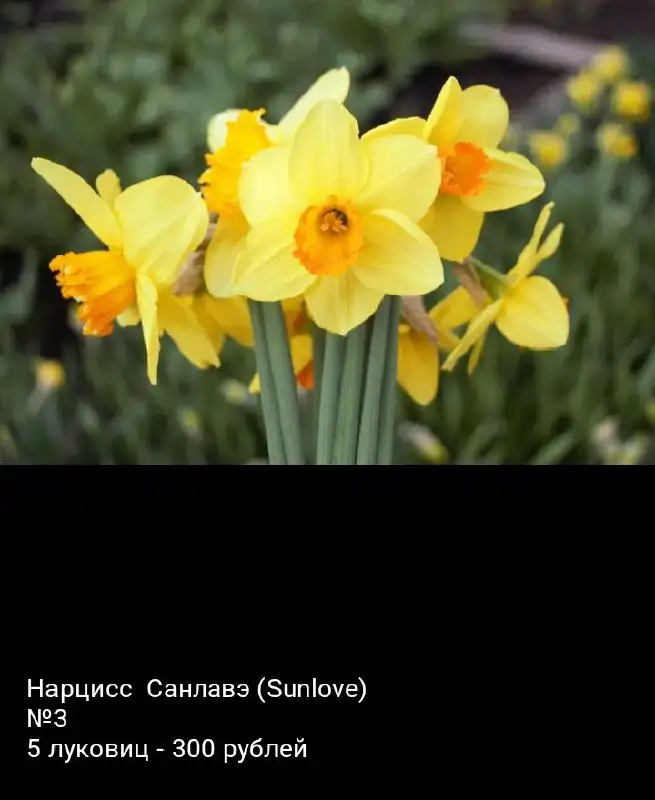 Луковицы нарциссов - Растения (Хобби и отдых) в Уфа