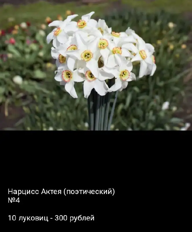 Луковицы нарциссов - Растения (Хобби и отдых) в Уфа