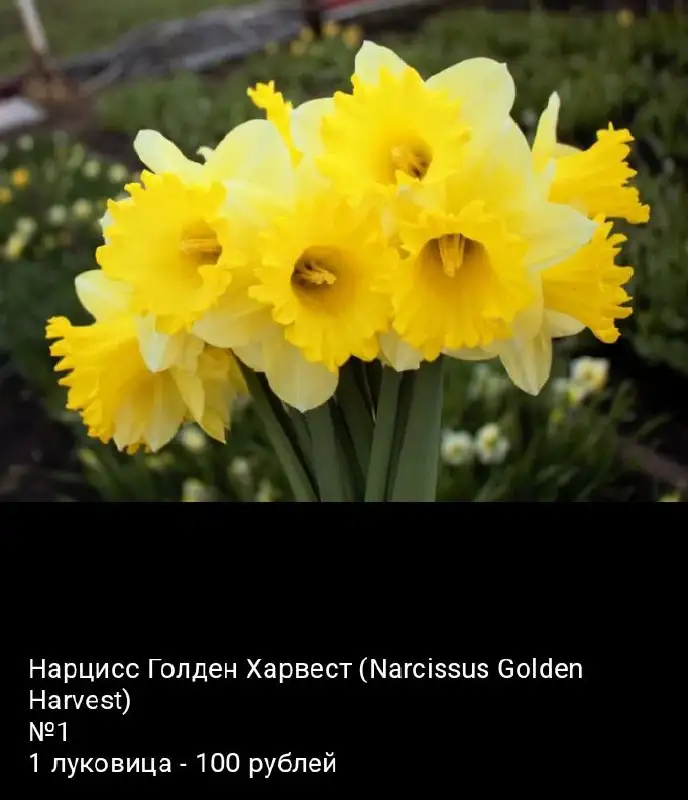 Луковицы нарциссов - Растения (Хобби и отдых) в Уфа