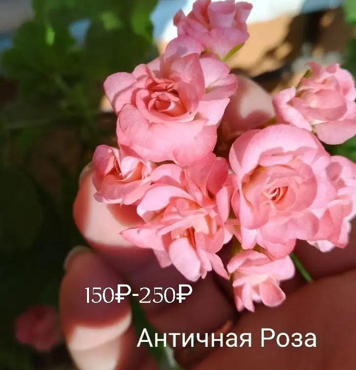 Пеларгонии сортовые - Растения (Хобби и отдых) в Неизвестно