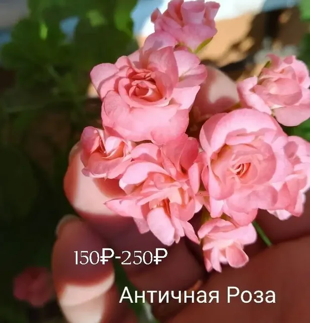 Пеларгонии сортовые - Электронные сигареты в Неизвестно
