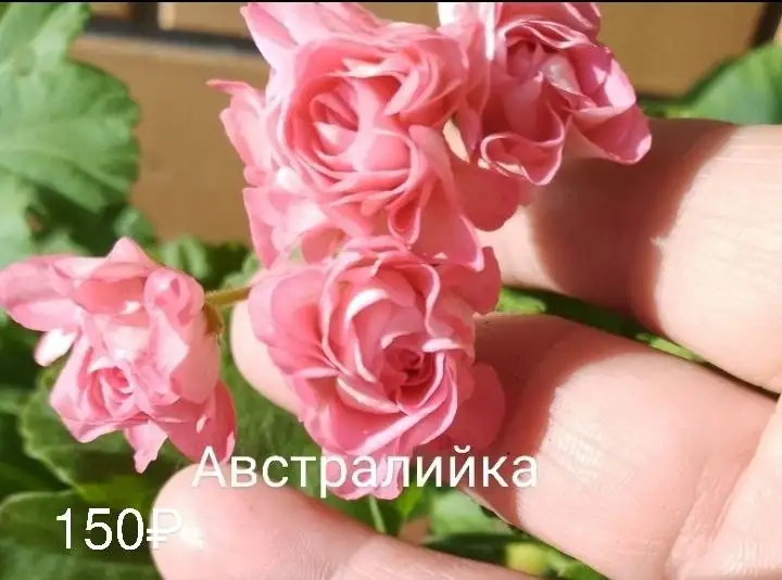 Пеларгонии сортовые - Растения (Хобби и отдых) в Неизвестно