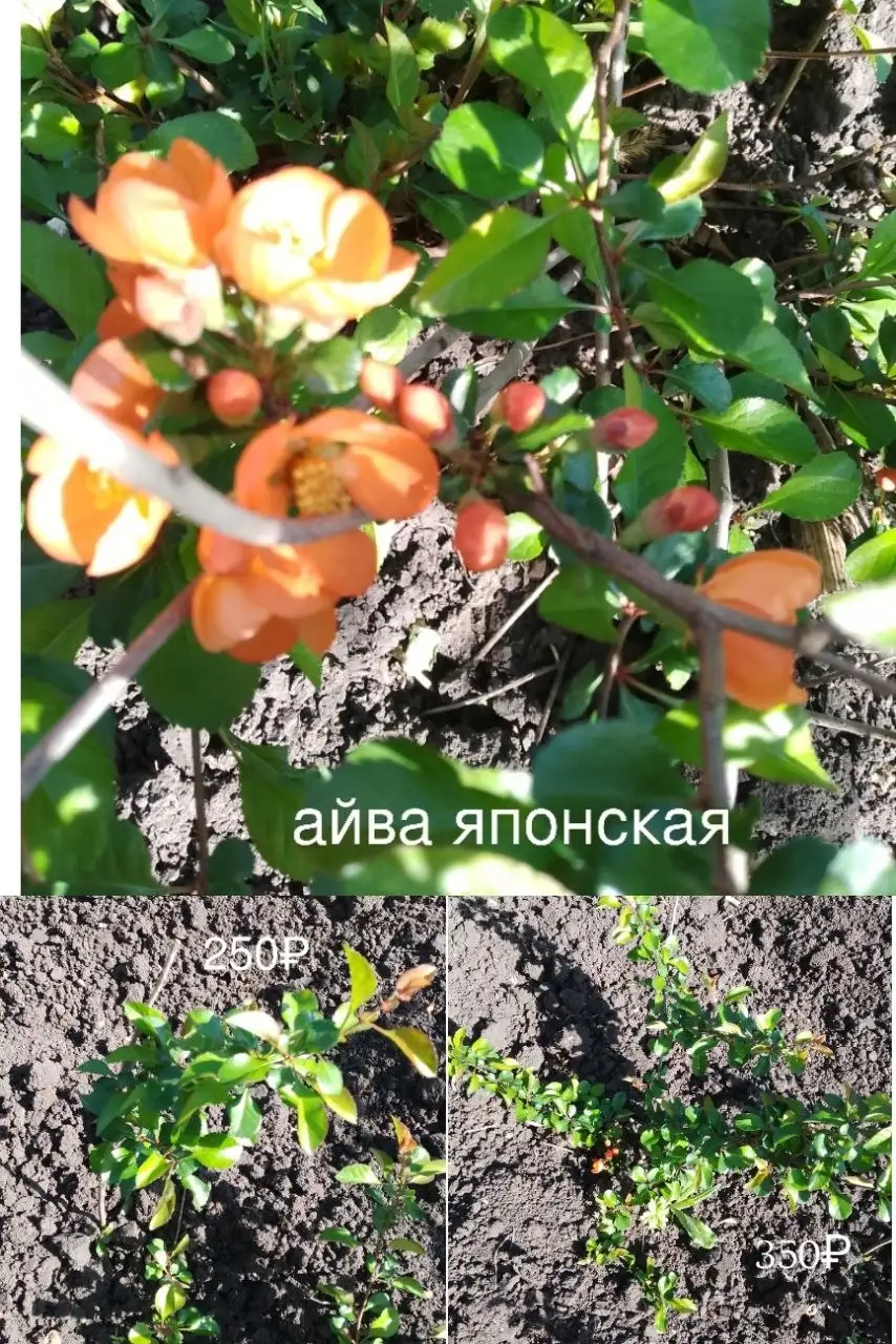 Саженцы растений из Нагаево - Растения (Для дома и дачи) в Уфа