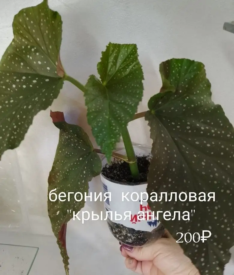 Продам дачу в Нагаево - Дачи (Недвижимость) в Уфа