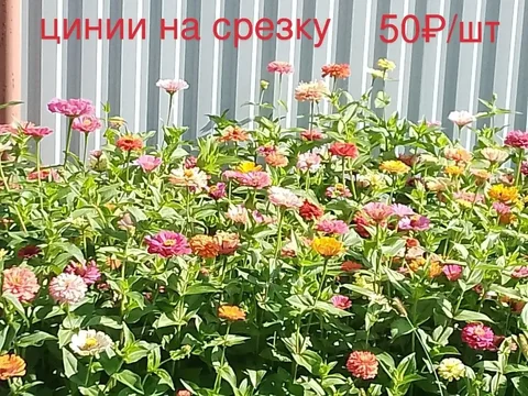 Цветы на срез: розы, астры, флоксы - Стройматериалы в Уфа