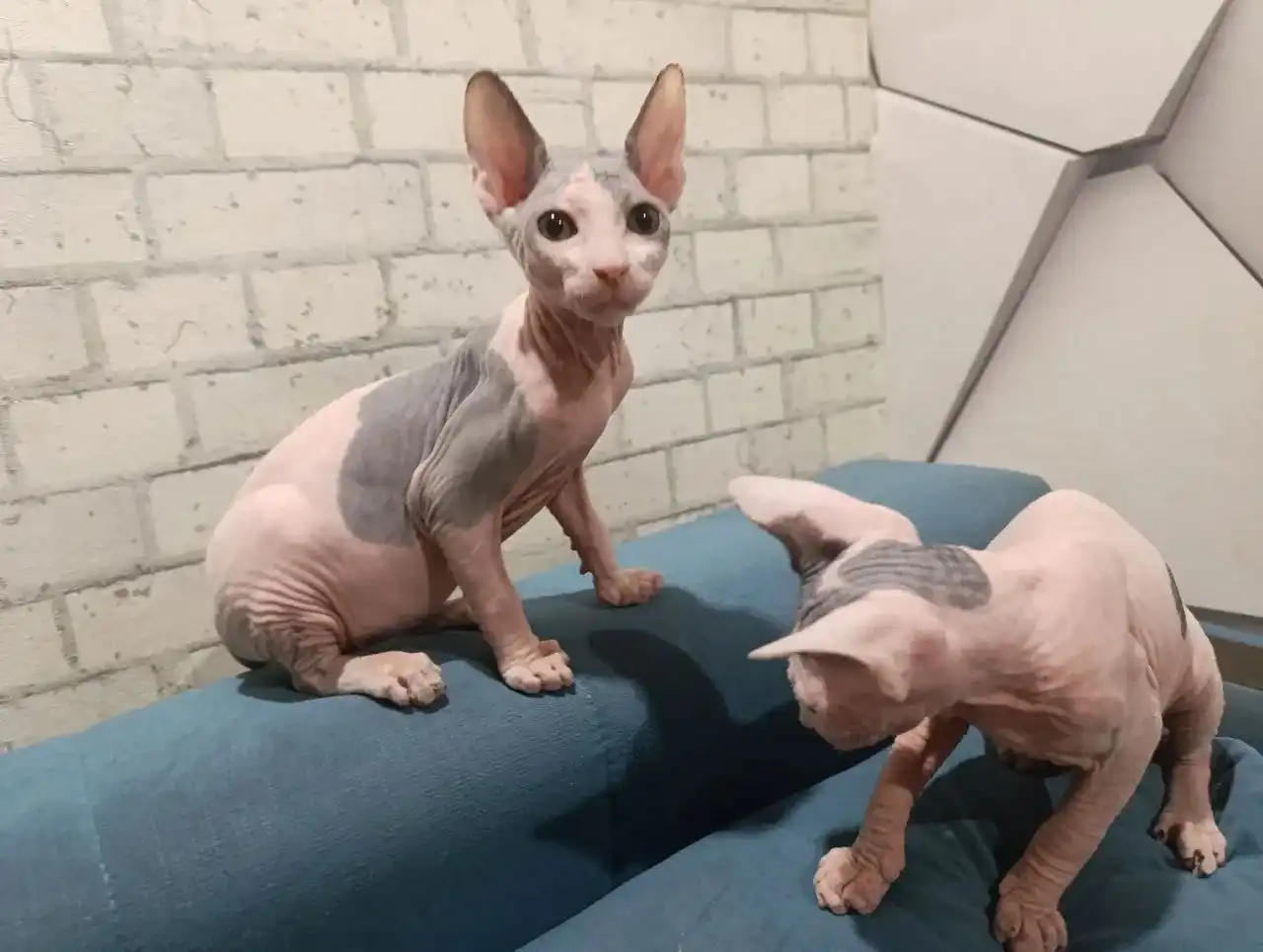 Продажа котят породы сфинкс