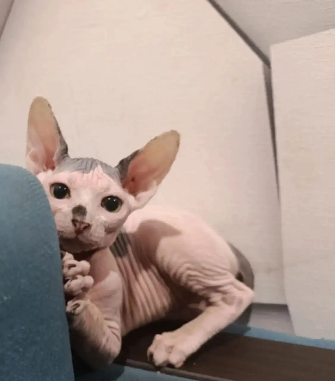 Продажа котят породы сфинкс