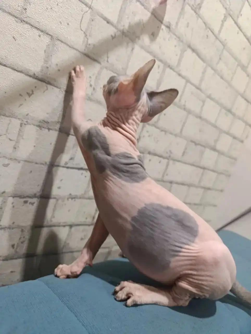 Продажа котят породы сфинкс