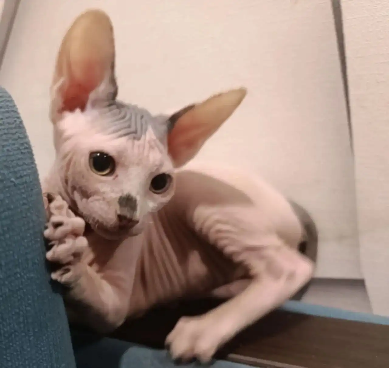 Продажа котят породы сфинкс