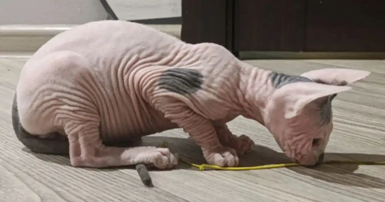 Продажа котят породы сфинкс