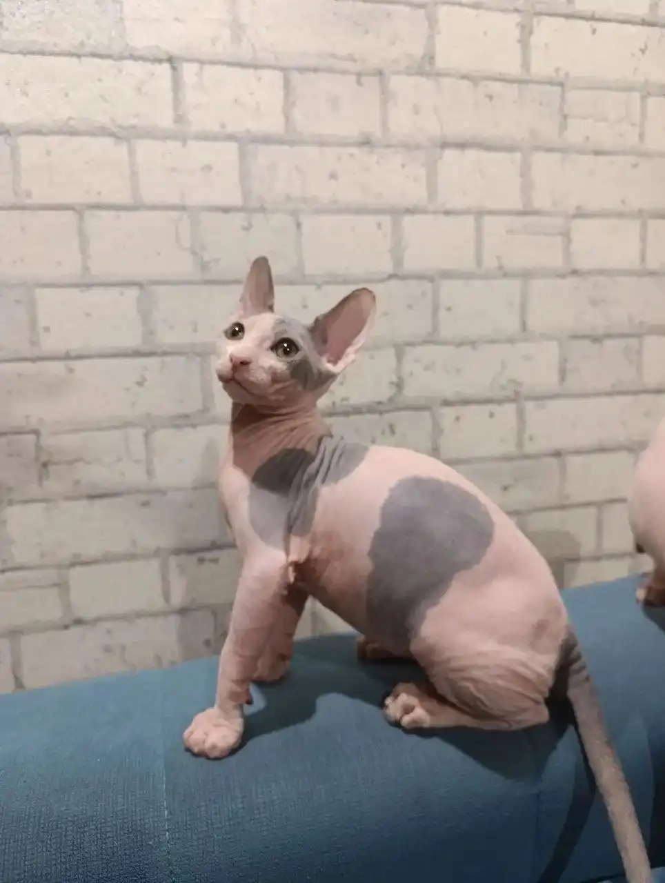 Продажа котят породы сфинкс