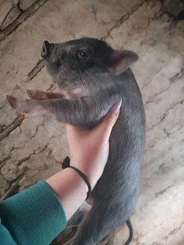 Продажа вьетнамских поросят - частное объявление в Новоаннинский