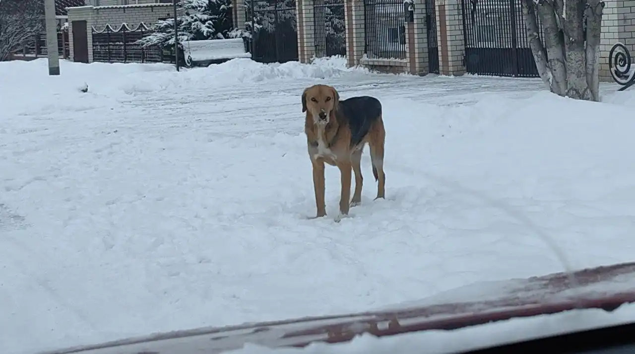Потерянный кобель у магазина Магнит на Пугачевской - Потерянные/найденные (Животные) в Новоаннинский
