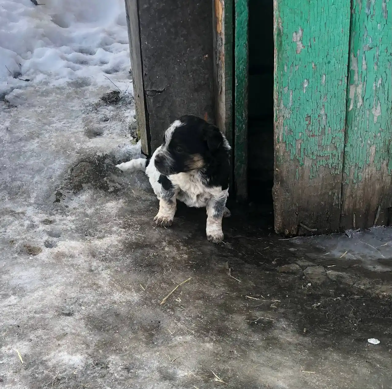 Мальчик в добрые руки - Животные в Новоаннинский