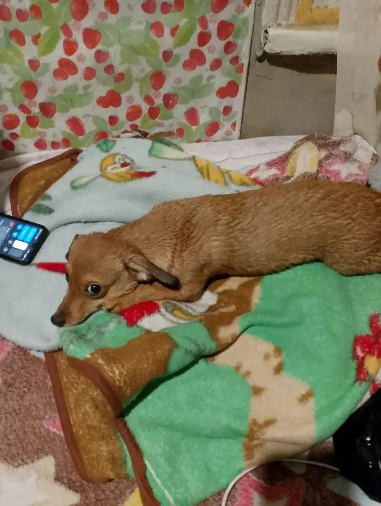 Пропала собака Буся (Бусинка) 7 месяцев - Потерянные животные (Барахолка) в Новоаннинский