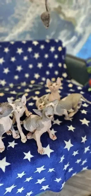 Продажа котят сфинкс - Птица в Новоаннинский