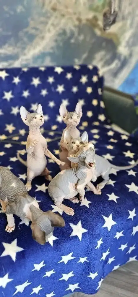 Продажа котят сфинкс - Кошки (Животные) в Новоаннинский