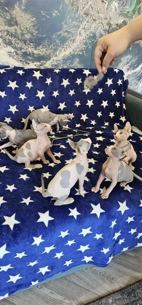 Продажа котят сфинкс - Кошки (Животные) в Новоаннинский