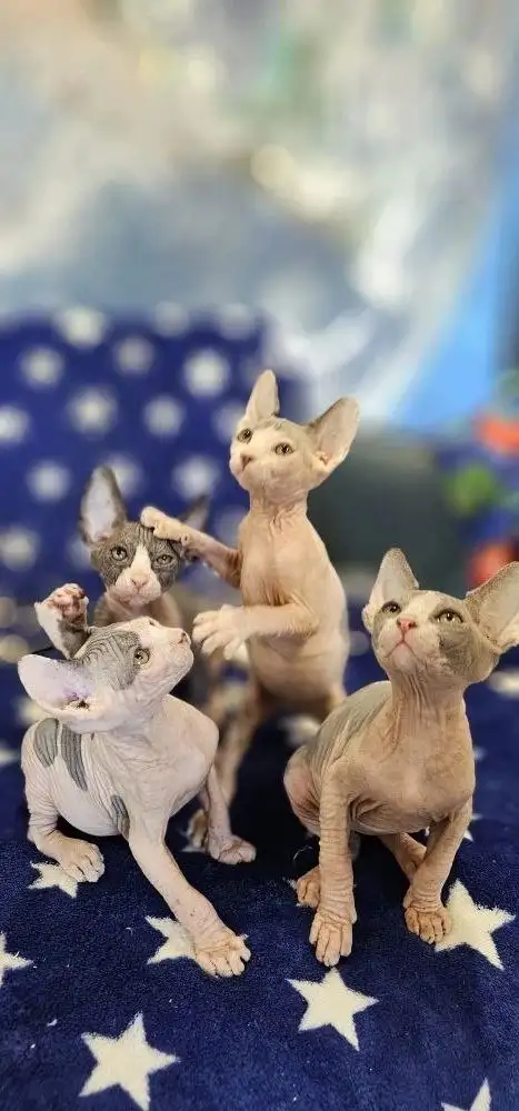 Продажа котят сфинкс - Кошки (Животные) в Новоаннинский