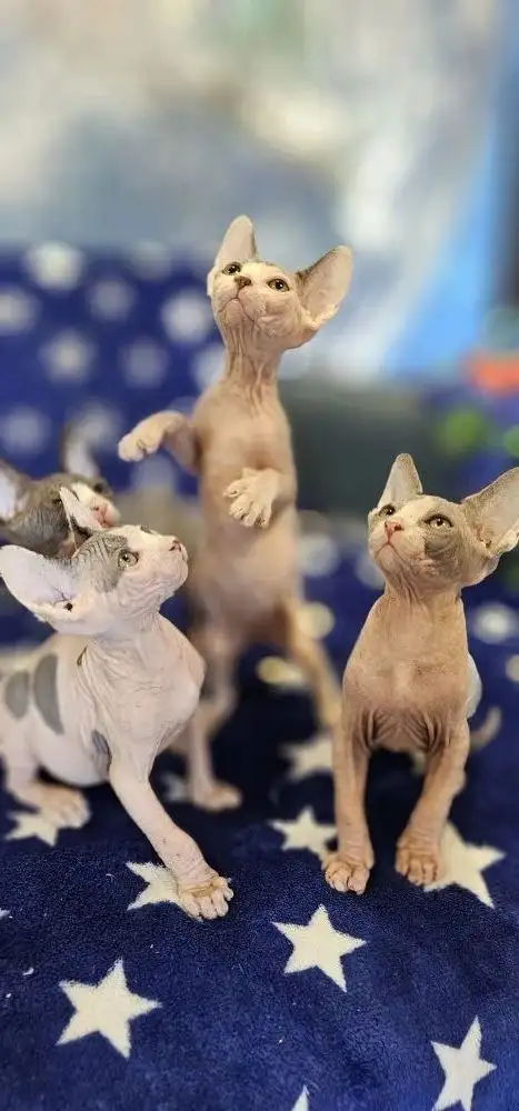 Продажа котят сфинкс - Кошки (Животные) в Новоаннинский