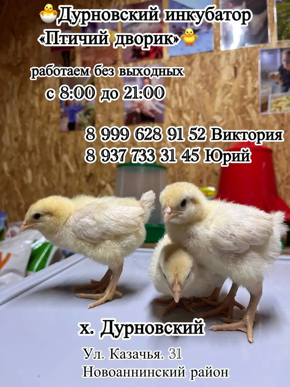 Продажа молодняка птицы: бройлеры, доминанты, ломан браун - Птица (Животные) в Новоаннинский