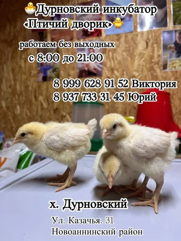 Продажа молодняка птицы: бройлеры, доминанты, ломан браун - частное объявление в Новоаннинский