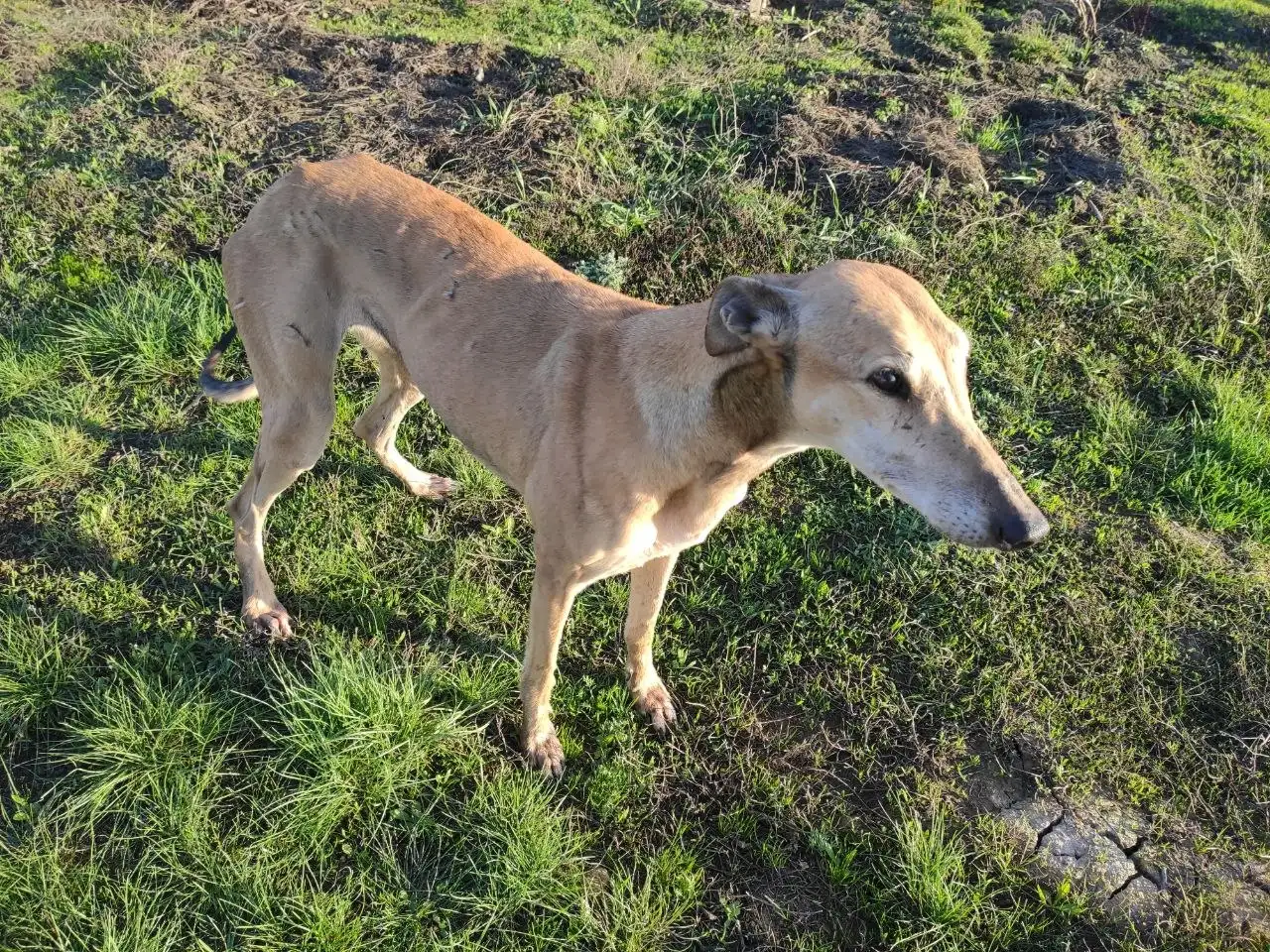 Кто потерял? - Барахолка в Новоаннинский