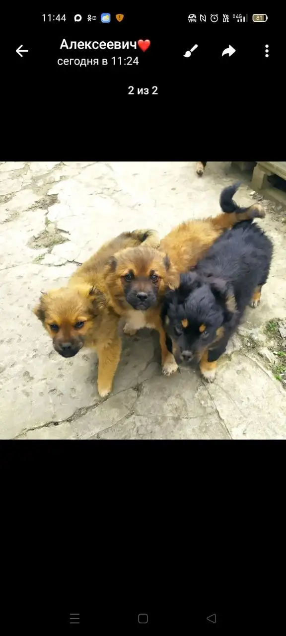 Щенки обработанные от паразитов - Собаки (Животные) в Новоаннинский