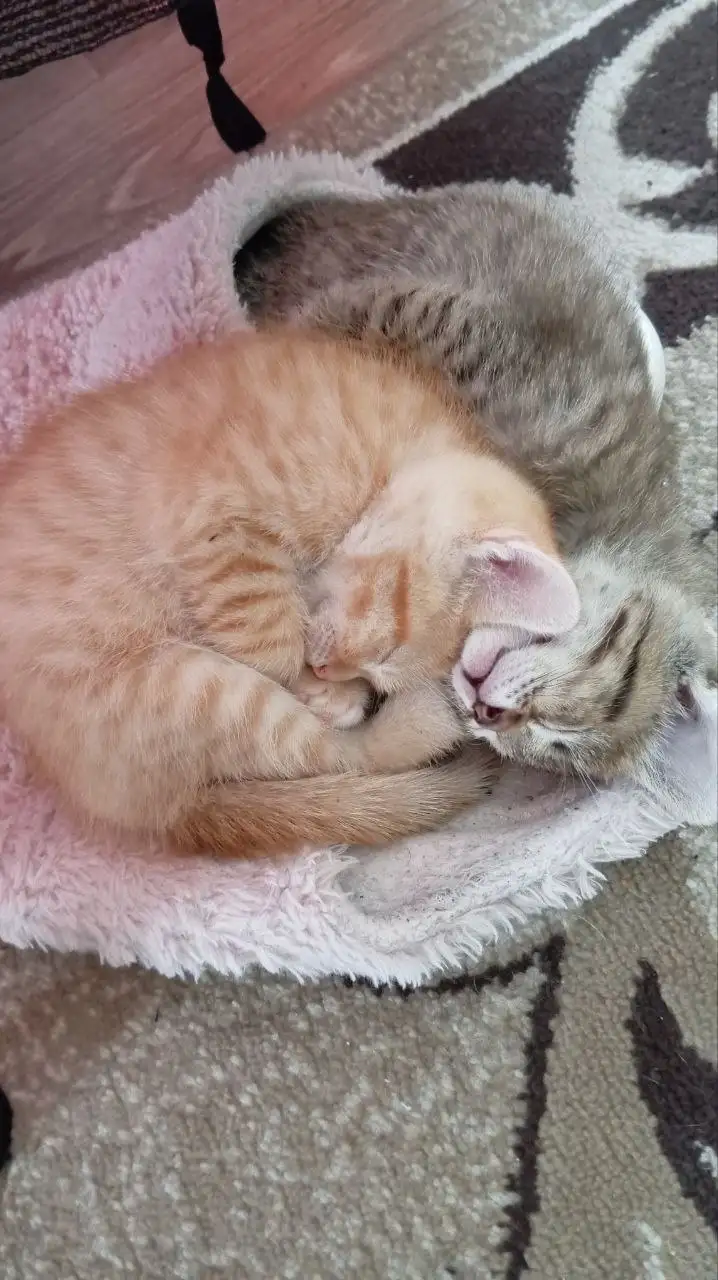 Котята в добрые руки с особенностями - Кошки (Животные) в Новоаннинский