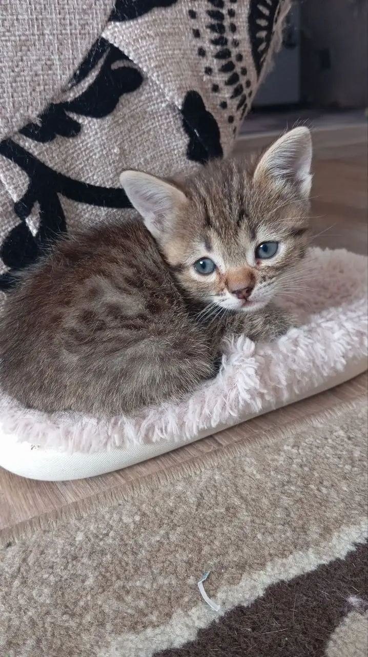 Котята в добрые руки с особенностями - Кошки (Животные) в Новоаннинский