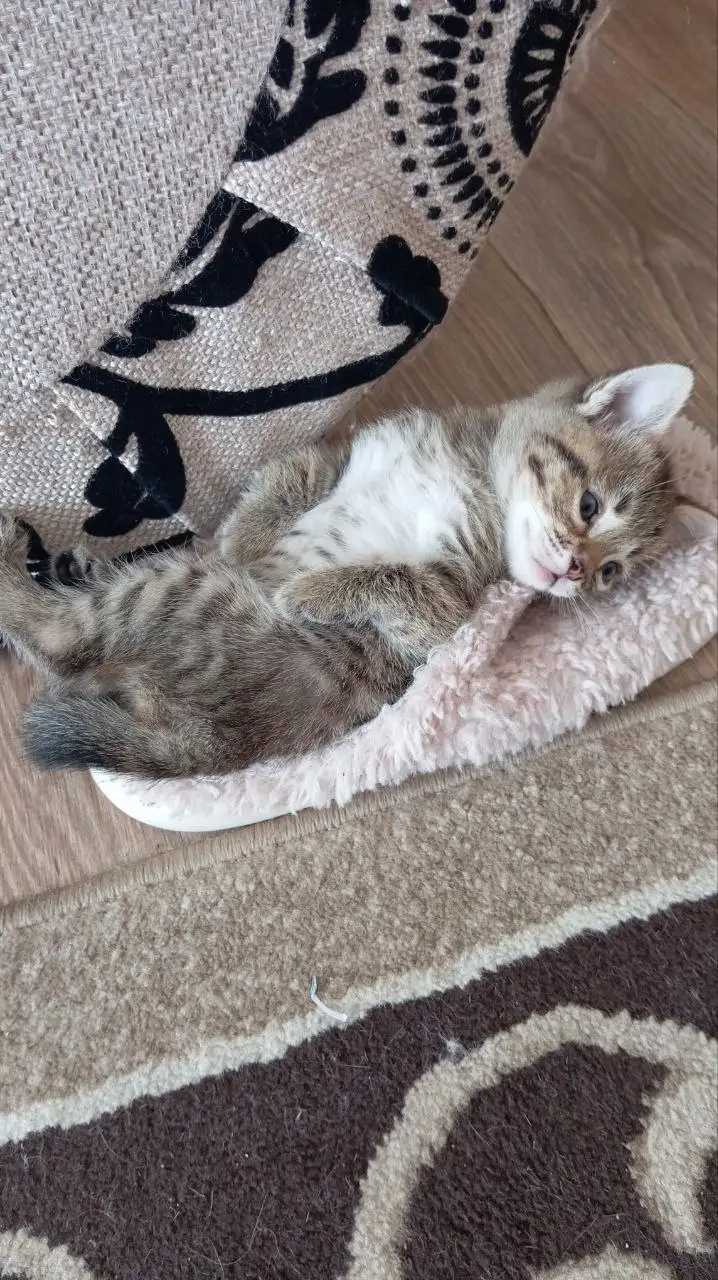 Котята в добрые руки с особенностями - Кошки (Животные) в Новоаннинский