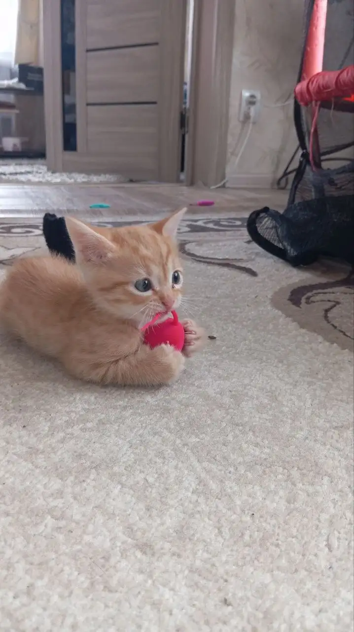 Котята в добрые руки с особенностями - Кошки (Животные) в Новоаннинский