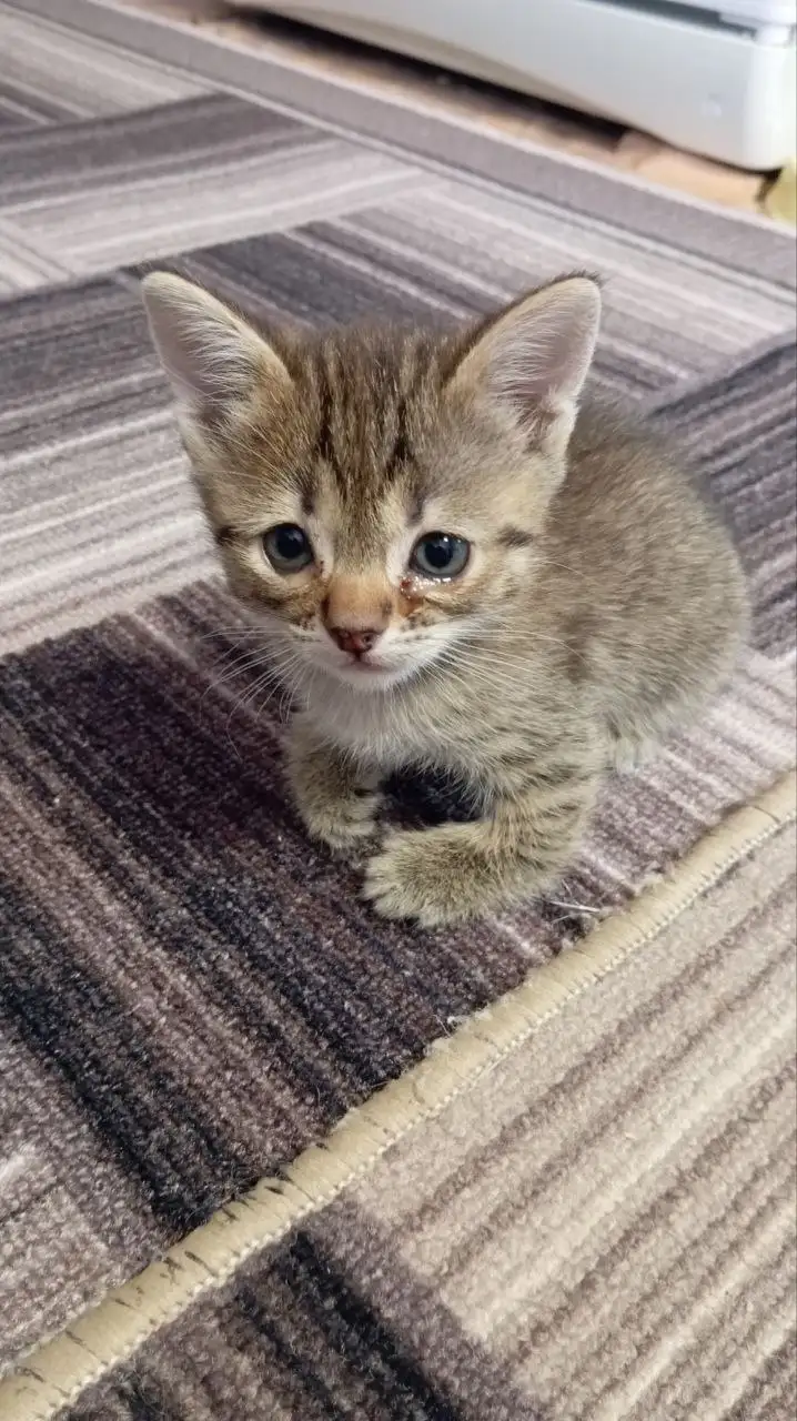 Мальчик котик в добрые руки - Кошки (Животные) в Новоаннинский